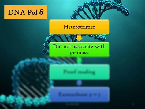 Solution Dna Replication In Eukaryotes Studypool