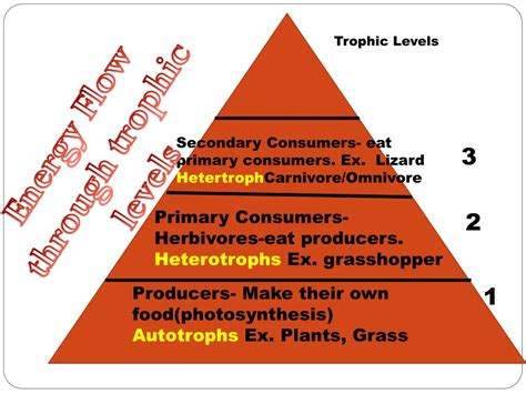 PPT - ENERGY FLOW THROUGH TROPHIC LEVELS . PowerPoint Presentation ...