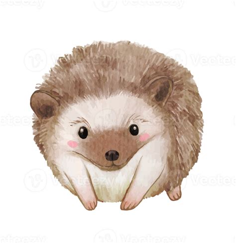 Watercolor Of Hedgehog Cartoon Character 26494951 Png