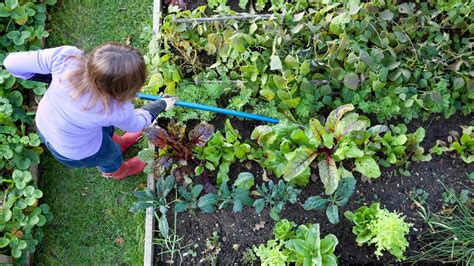 Qué se deben considerar para enseñar con un huerto escolar infantil