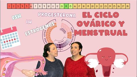 El ciclo ovárico y menstrual y las hormonas implicadas 3º ESO YouTube