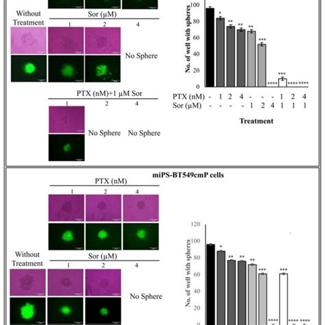 Sphere Formation Assay From Mips Huh7cmp And Mip Bt549cmp Cells Sphere Download Scientific