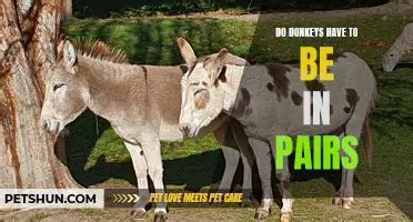 Understanding Donkey Reproduction Do Donkeys Have Sex Petshun