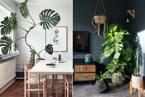 Level Up Your Indoor Space With Stunning Plant Decor