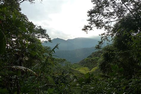 Bellavista Cloud Forest Reserve Biodiversity Sanctuary In The Andes