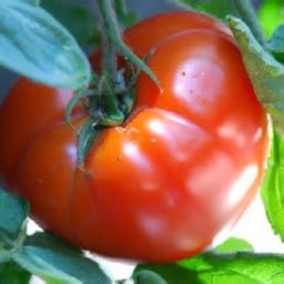 Tomato Plant Care: Expert Tips - GardeningStart.com