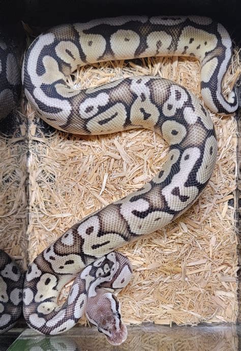 Axanthic Super Pastel 21 007 Ball Python By A Serpents Morphmarket