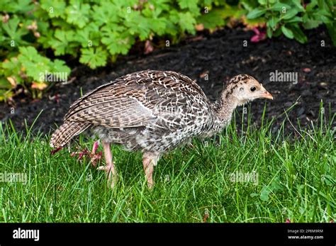 Baby Wild Turkey