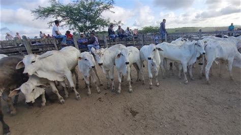 Feira De Gado Em S O Jo O Pe Canal Edson Do Gado Nordeste