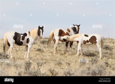 Pinto Wild Mustang Horses One Smelling Another Mccullough Peaks Herd