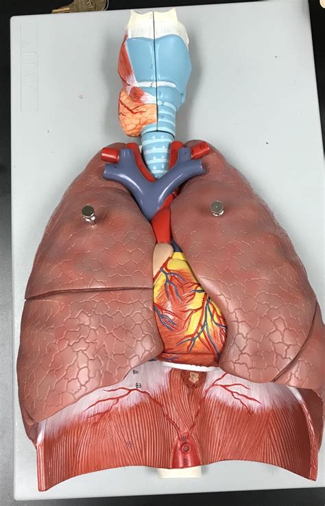 A P Lab Respiratory Model For Respiratory System Diagram Quizlet