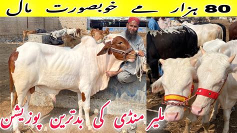 Malir Mandi Latest Rate Update 8 Nov 2022 Malir Mandi Today Cow