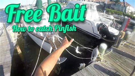 Fishing Tip How To Catch Pinfish Tips And Tricks Youtube