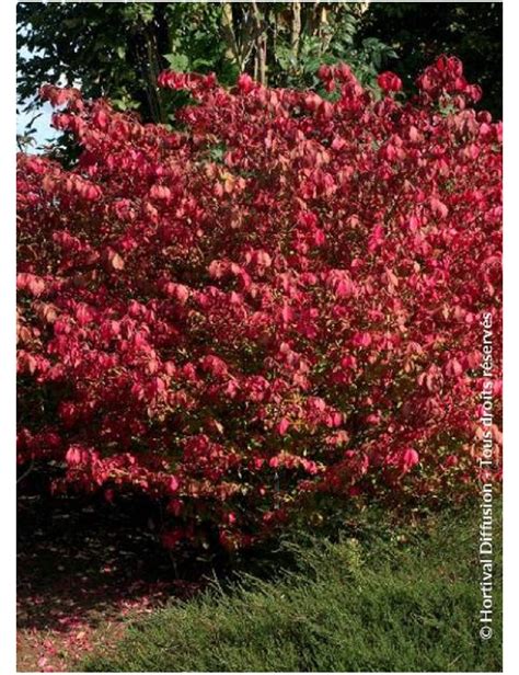 Euonymus Alatus Compactus Fusain à Bois Ailé Compact