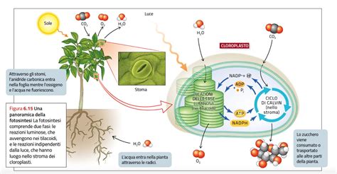Formula Della Fotosintesi Clorofilliana Le Fasi E I Prodotti Finali Adt