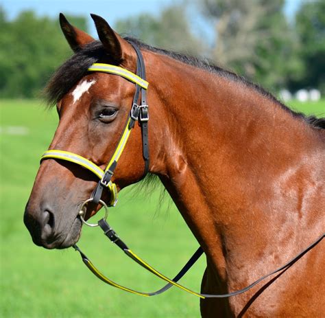 Draft Horse Sizeenglish Bridle And Reins Reflective Day Glo Etsy Uk