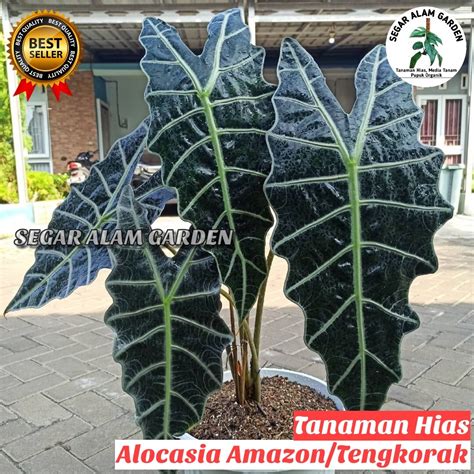 Tanaman Hias Alocasia Amazon Alocasia Amazonica Lazada Indonesia