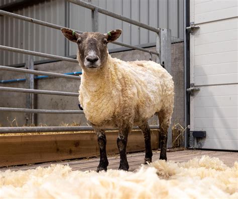 Britain S Loneliest Sheep Stranded For Years Rescued