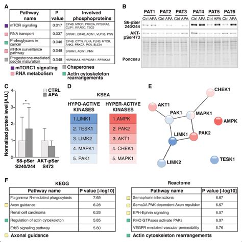 Phosphoproteomic Analysis Reveals Signaling Pathways And Kinases