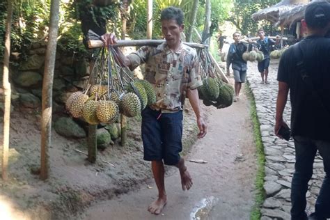 Petani Badui Raup Jutaan Rupiah Dari Panen Durian Antara News