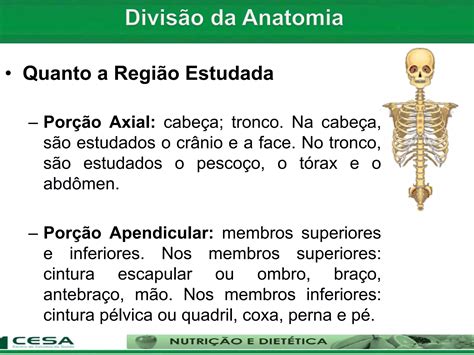Divisões Do Corpo Humano - 5