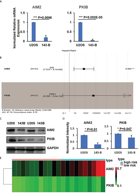 Frontiers Pkib Involved In The Metastasis And Survival Of Osteosarcoma