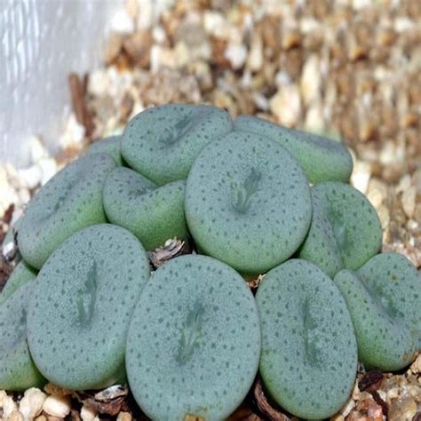 Hediyelikler Shop Conophytum Jucundum Ssp Fragile Sukulent Fiyatı