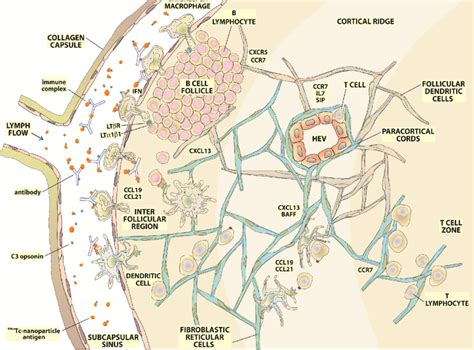 C Annotated Diagram And Expanded View Of Cortical Paracortical Areas