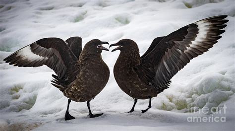 South Polar Skuas Antarctica Photograph By Philippe Tulula And Julie