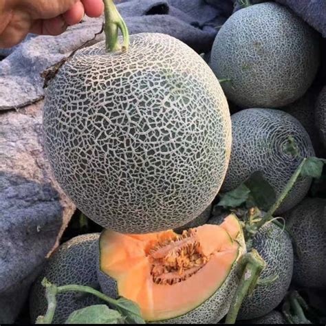 Musk Melon Cantaloupe Melon Seeds Ruby No 14 F1