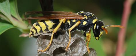 Wasp & Hornet Identification - What Does a Wasp Look Like