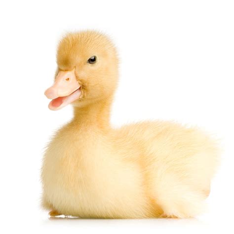 Premium Photo | Duckling in front of a white background