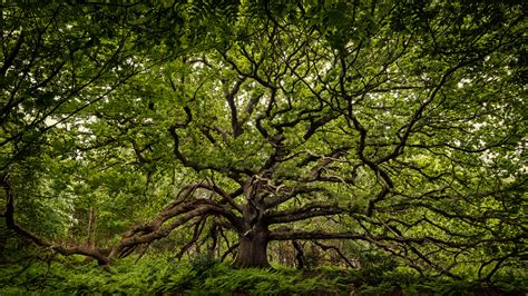 This Rare Oak Tree Was Thought To Be Extinct For Over A Decade