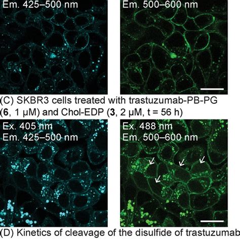 Dic And Confocal Fluorescence Micrographs Of Living Her Skbr Cells