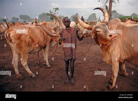 The Semi Nomadic Dinka Tribe At The Cattle Camp Rumbek South Sudan