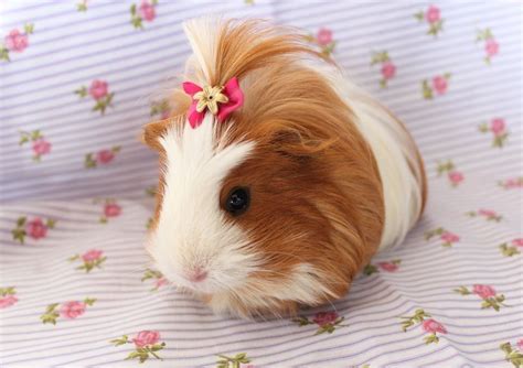 14 Different Types Of Guinea Pig Breeds Guinea Pigs Guinea Pig