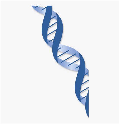 Transparent Dna Long Strand Gene Transparent Background HD Png