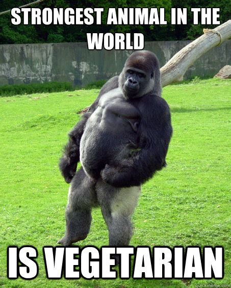 Strongest animal in the world is vegetarian - Success Gorilla - quickmeme