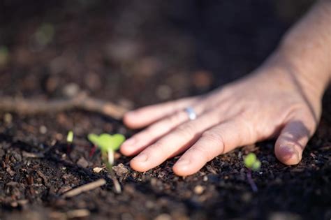 Coletando Uma Amostra De Solo Para Um Teste De Solo Em Um Campo