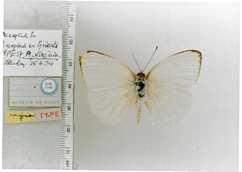 Ascia Monuste Virginia Type Specimens