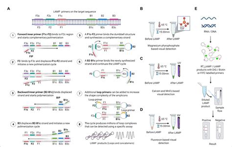 Amplification Via Loop Mediated Isothermal Amplification LAMP And