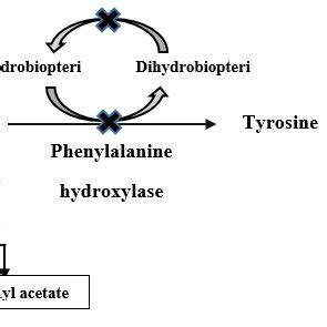 The phenylalanine metabolism in Phenylketonuria. | Download Scientific ...