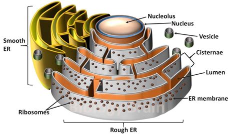 Endoplasmic Reticulum Class 9 Definition Location Structure 2