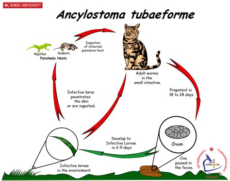 Ncsu Veterinary Parasitology