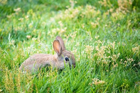 Premium Photo Baby Wild Rabbit On Green Grass In The Meadow