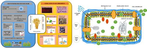 Frontiers Chromium Toxicity Speciation And Remediation Strategies