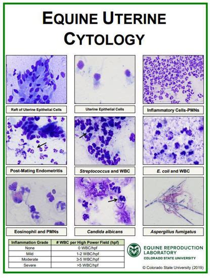 CVMBS Equine Reproduction Laboratory Store Equine Uterine Cytology Poster