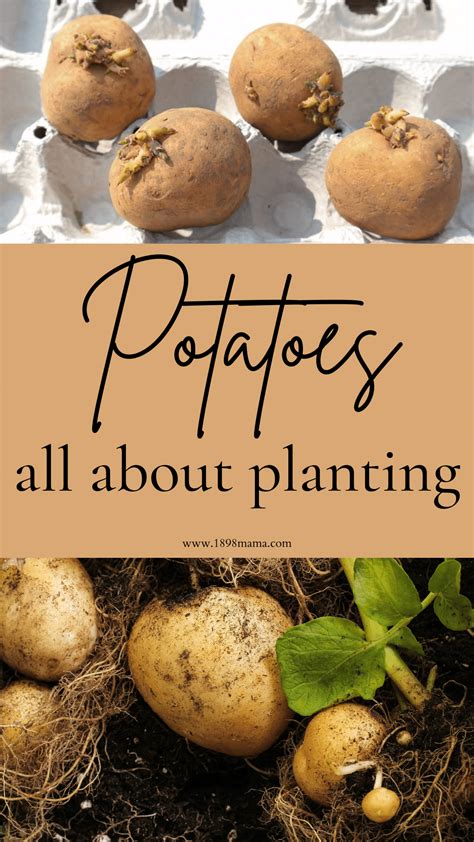 How to Plant Seed Potatoes - An Easy Growing Guide - 1898 Mama