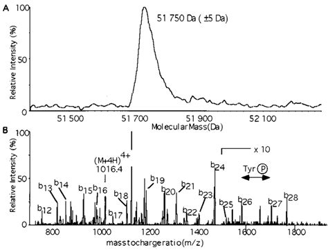 Mass Spectrometric Analysis A Deconvoluted Mass Spectrum Of Src U Download Scientific