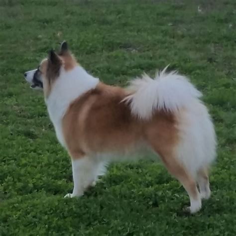 The Icelandic Sheepdog Vali Icelandics